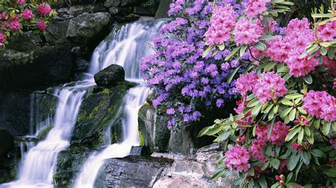 Colorful Flowers Surrounding Waterfall Hd Wallpaper Background Image