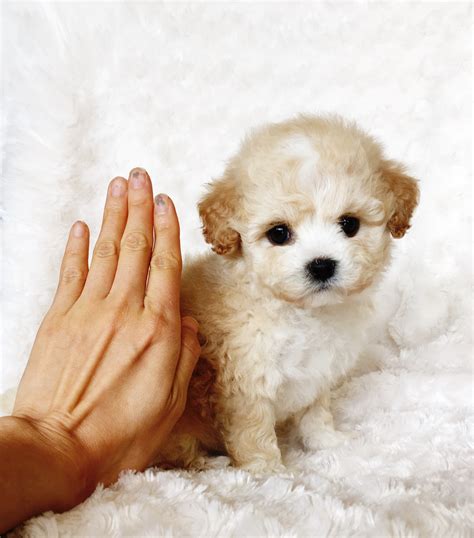 Puppies & pet supplies shown by appointment only. Teacup Maltipoo Patches | iHeartTeacups