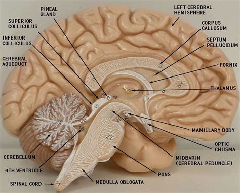 Brain Model Labeled Brain Anatomy Anatomy And Physiology Brain Models