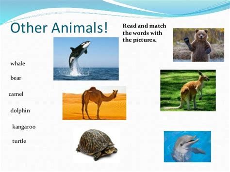 Physical Characteristics Of Animals