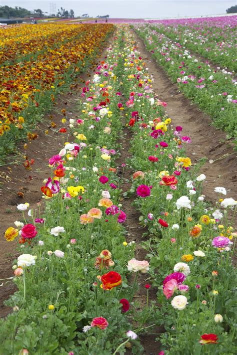 “take Yourself Out Of The Ordinary” The Flower Fields At Carlsbad