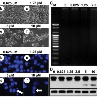 Induction Of Apoptosis In Hct Cells By Mhy A Hct Cells Were