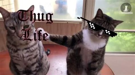 Thug Life Cat Betrays His Friend Thug Life Cat Funny Animal Clips