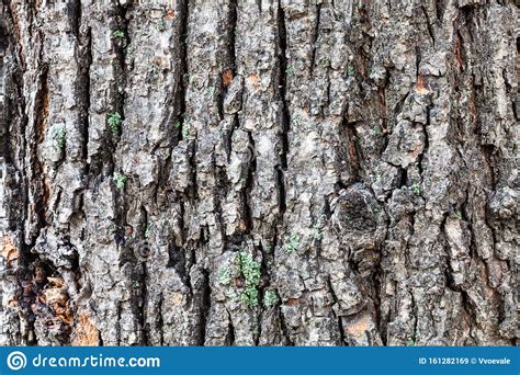 Grooved Bark On Old Trunk Of Linden Tree Stock Image Image Of