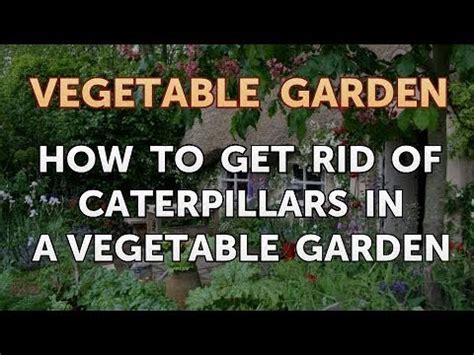 Their larvae are also green caterpillars, but will curl up and drop from the plant when disturbed, many times holes in brussels sprout leaves. How to Get Rid of Caterpillars in a Vegetable Garden - YouTube