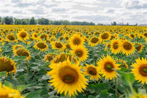 Girasol En Un Campo De Girasoles Bajo Un Cielo Azul Y Hermosas Nubes En