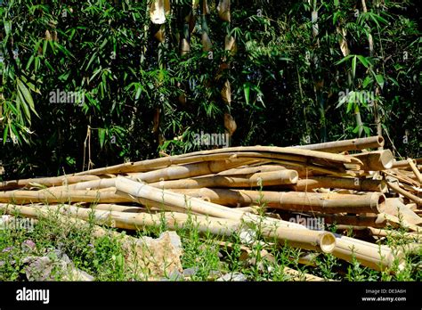 Piles Of Bamboo Hi Res Stock Photography And Images Alamy