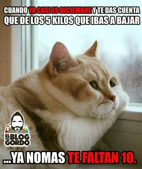 Pin By Normiux On Memes En Español Funny Cat Memes Funny Animal