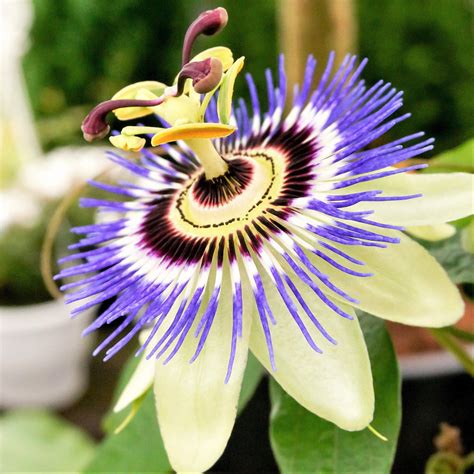 Passion Flower Plants For Sale Easy To Grow Easy To Grow Bulbs