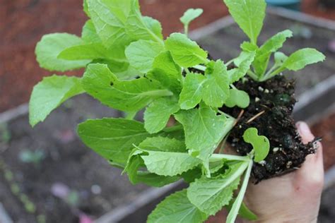 Everything You Need To Know About Hardening Off Seedlings One Hundred