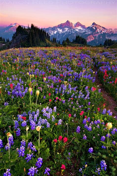 Wild Flowers Inspiration Field Of Dreams Mt Rainier National Park