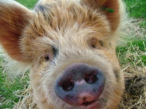 Hake farm & may not be used without. Kune kune "Cagney" | Pig pen, Mini pigs, Kune kune pigs