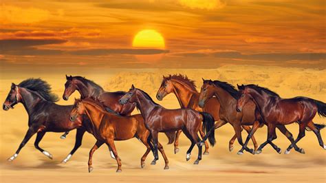 Seven Horses Are Running On Sea Sand During Sunset Hd Beautiful