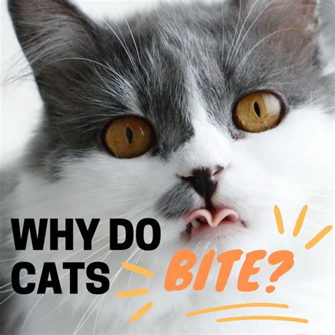 5 Reasons Why Your Cat Will Bite You And How To Stop It Pethelpful