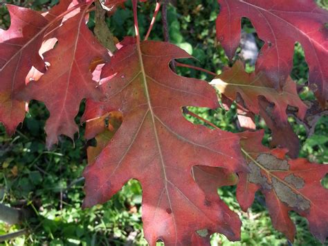This step is especially important in urban areas where the soil may be depleted. Fast Growing Oak Trees - Oak Growth Rate - Hoosier Home ...