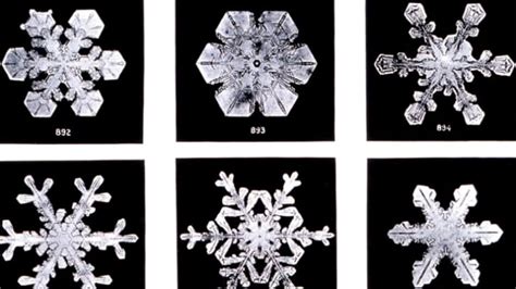 Wilson A Bentley The Man Who Photographed Snowflakes Mental Floss