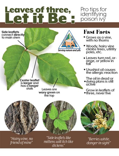 Poisonivy Tips For Identifying Year Round In Backyard Woods And