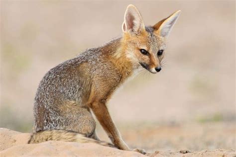 Cape Fox Vulpes Chama Sitting Outside Its Den Kalahari Desert South