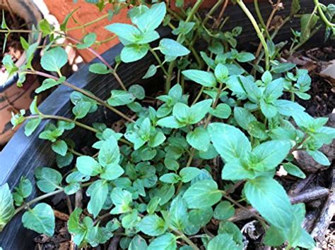 1 Plant Of Perennial Chocolate Mint Herb