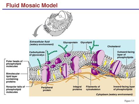 Fluid Mosaic Model Of Cell Membrane Stashoksharing