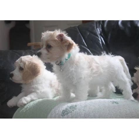 Some breeders have developed toy cavachons which are less than 12 inches and weigh under 10 pounds. CAVACHON hybrid designer breed puppies for sale in ...