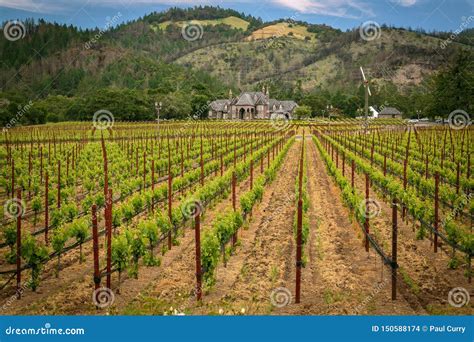 Beautiful Napa Valley Vineyards California Stock Photo Image Of