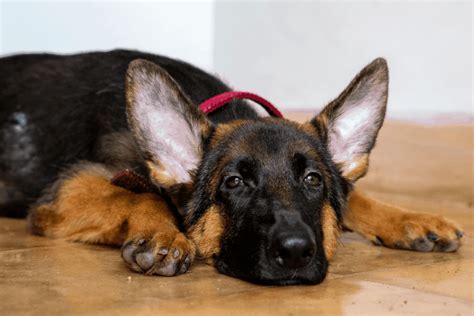 German Shepherd Ear Infections A Complete Care Guide The German