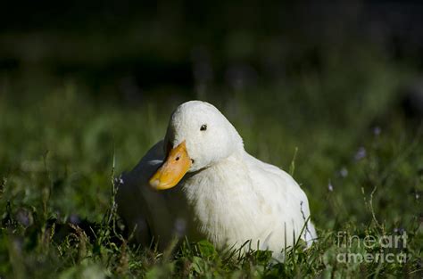 White Duck Photograph By Mats Silvan Fine Art America