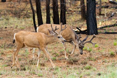 I Like Big Racks Mule Deer Bucks Bryce Canyon National Par Flickr