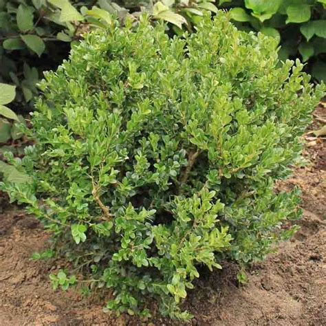 Buxus Microphylla Var Japonica Green Beauty Japanese Boxwood