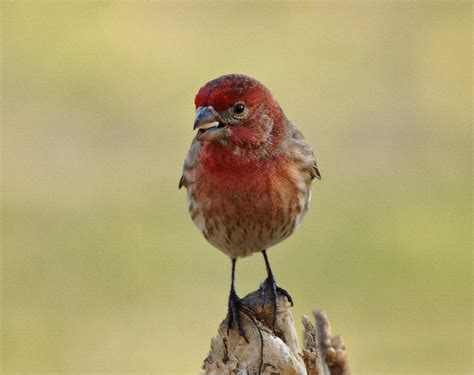 House Finch With Seed Photograph By Sandy Keeton Fine Art America