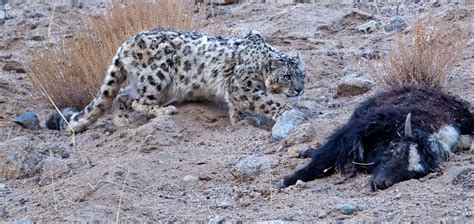 Snow Leopard Poaching
