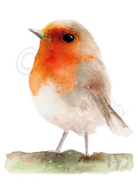 Robin Bird Fine Art Print Garden Bird Red Robin 86 Etsy Watercolor