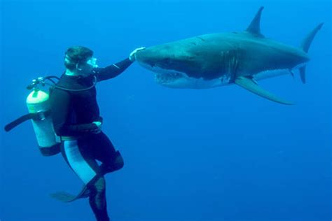 How old a child has to be to start diving? The incredible moment diver STROKES a huge great white ...