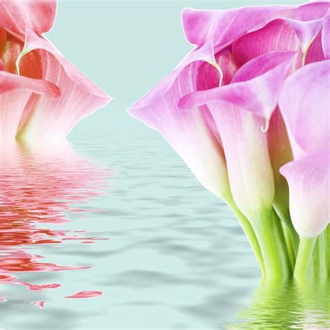 Check spelling or type a new query. Gambar Bunga Untuk Wallpaper Hp - Gudang Wallpaper