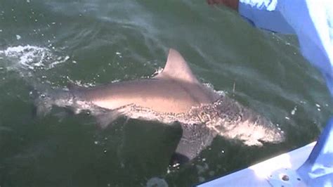 Monster Shark Attack Florida Keys Youtube