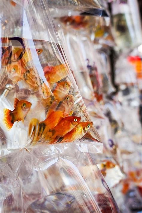 Goldfish Market Streeet Photography Beautiful Fish