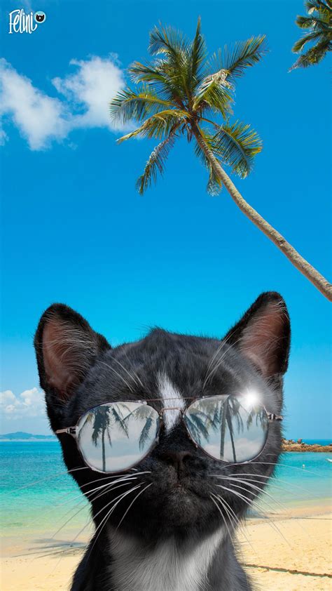 What Are You Up To This Summer Catsunglasses Catwithshades Coolcats