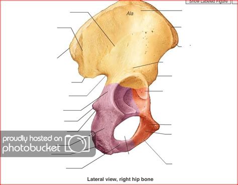 Right Coxal Bone Lateral View Diagram Quizlet