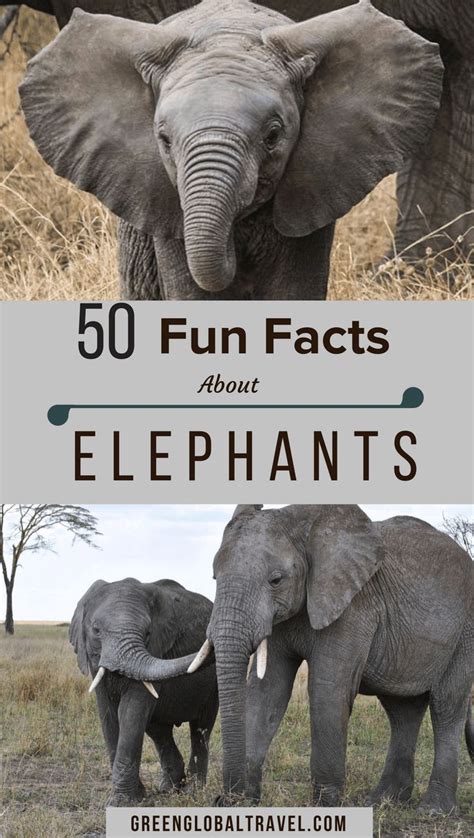 50 Interesting Facts About Elephants For World Elephant Day Including
