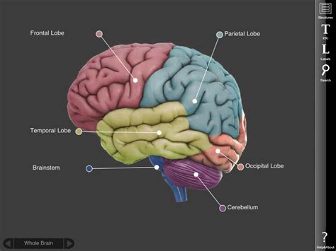 Illustrates distribution of vessels and ducts, duct system with gallstones in common sites, and two views of liver segments. 3D brain app is on the iPad - it's still free and fun to use