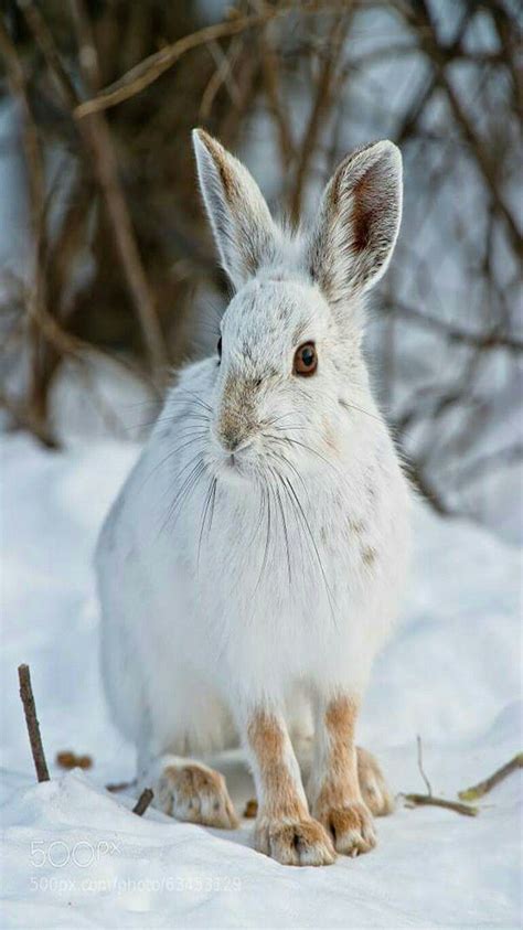 Snowshoe Hare In The Snow Wild Creatures Woodland Creatures Snowshoe