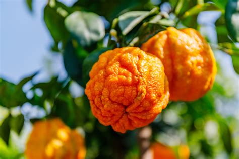 Orange Amère Bienfaits Et Propriétés Du Fruit Du Bigaradier