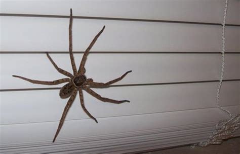They are commonly found scurrying on walls both inside and outside of buildings. Possibly Huntsman Spider in Tennessee - What's That Bug?