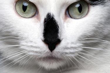 Orbital inflammatory disease and pseudotumor in dogs and cats. Corneal Ulcers in Cats