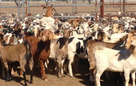 Goat Farming Getting Started With The Basics Rocket Skills