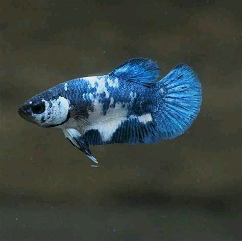 Betta fish marble blue rim hmpk 1 pair. Hmpk blue Rim Marble | Betta fish, Fish pet, Betta fish types