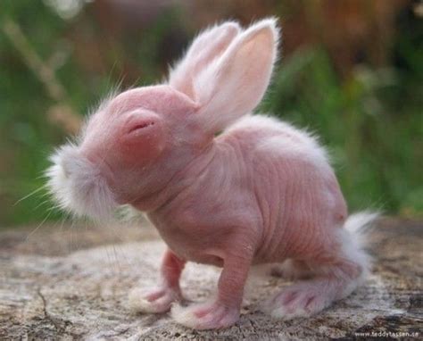 9) Rabbit | 13 Animals Without Fur | Animaux bizarres, Animaux étranges