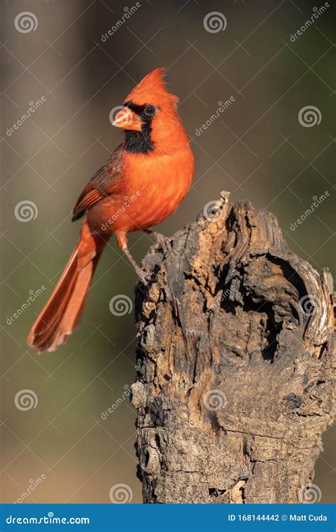 Northern Cardinal Perched On A Log Stock Photo Image Of Card