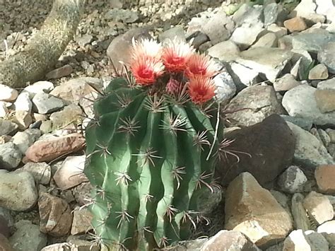 Buy saguaro cactus cactus in phoenix usa — from az wholesale floral, company in catalog allbiz! Favorite Photos - Fountain Hills Real Estate Agent